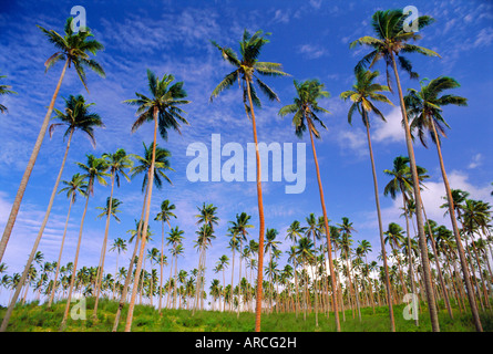 Kokosnuss-Plantage, Tavauni Island, Fidschi, Pazifische Inseln Stockfoto