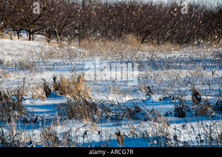 Eis-beschichtete Bäume im Bereich der Landwirte nach Eissturm Stockfoto