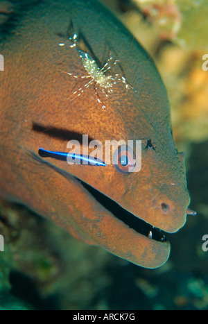 Nahaufnahme des Kopfes eine Muräne, Urogcardidella Anton Bruunii und cleaner Wrasse, Similan Island, Thailand Stockfoto