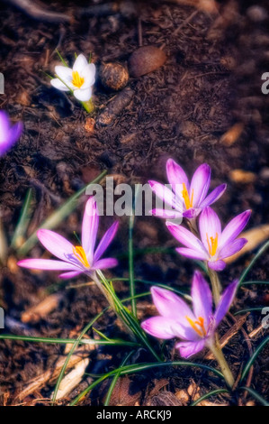 Lavendel und weißen Schnee Krokusse Stockfoto