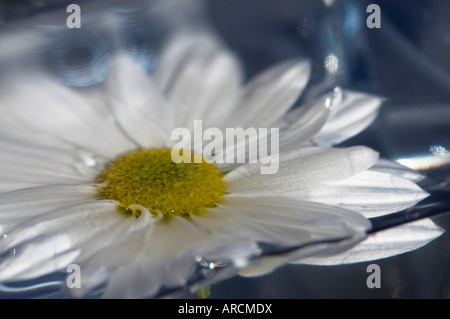 Schnittblumen, Zimmerpflanzen oder Stauden im Garten kann Chrysanthemen. Stockfoto