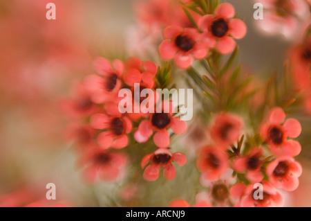 Waxflower in voller Blüte Stockfoto