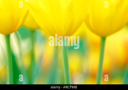 Meer von gelben Tulpen Stockfoto