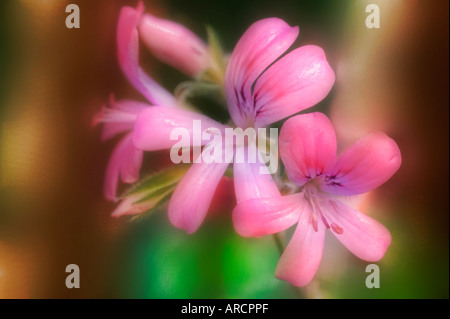 Rosa duftenden Geranien blühen Stockfoto