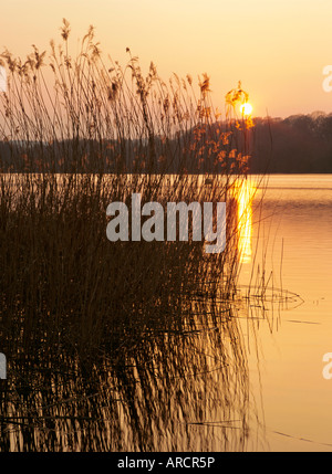 Schilf bei Sonnenuntergang, Frensham großen Teich, Frensham, Surrey, England, UK, Europa Stockfoto