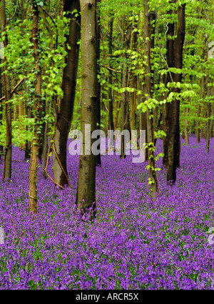 Glockenblumen (Hyacinthoides non-Scriptus) in einem Buche (Fagus Sylvatica), West Stoke, West Sussex, England, UK, Europa Stockfoto