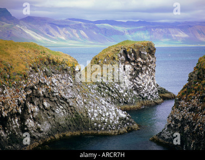 Steilküste Nistplätze in säulenförmigen Basalt für Seevögel wie z.B. Dreizehenmöwe (Rissa Tridactyla), Arnarstapi, Island Stockfoto