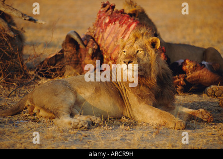 Löwe (Panthera Leo), Okavango Delta, Botswana, Afrika Stockfoto