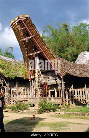 Typisches Haus und Getreidespeicher, Toraja-Gebiet, Sulawesi, Indonesien Stockfoto