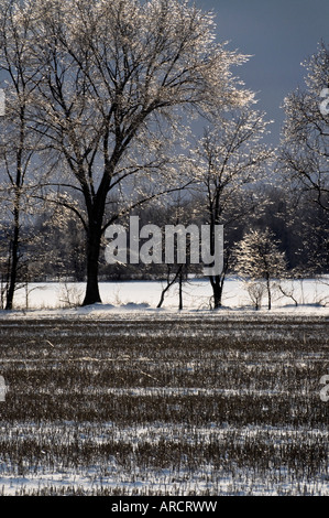 Eis-beschichtete Bäume im Bereich der Landwirte nach Eissturm Stockfoto