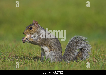 Grau-Eichhörnchen (Sciurus Carolinensis) sitzend auf Hüften Essen eine Erdnuss, Norfolk, England, UK, Oktober Stockfoto