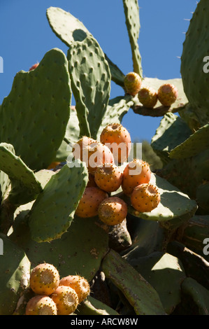 Stachelige Birne Kaktus, Ithaka, Griechenland, Europa Stockfoto