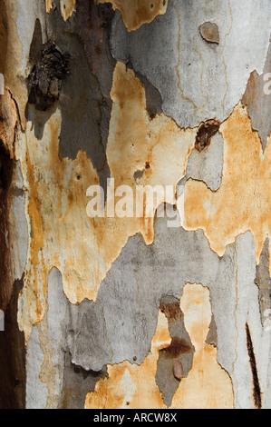 Eukalyptus Baum Rinde, Griechenland, Europa Stockfoto