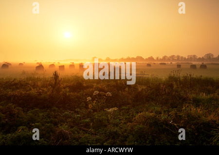 Bereich der Heuballen im Nebel bei Sonnenaufgang in der Norfolk-Landschaft Stockfoto