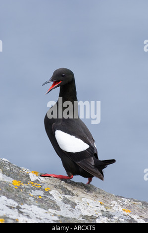 Black Guillemot, Cepphus Grylle, Mousa RSPB Reserve, Shetland, Schottland, Juni Stockfoto