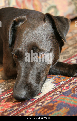 Ein Pensie Welpe sitzt auf einem Teppich Stockfoto