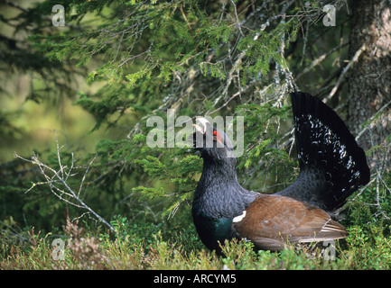 Auerhahn at Urogallus, männliche anzeigen im Lek in Wald, schottischen Highlands, UK, April Stockfoto