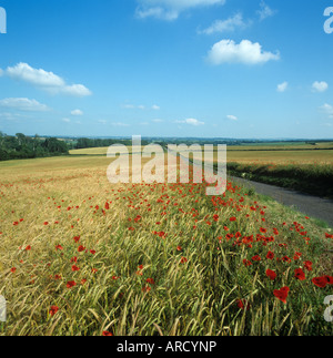 Landstraße mit Mohn Blüte auf beiden Seiten Rande der Reifen Gerste Hampshire Stockfoto