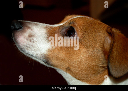 Gesicht von einem Jack Russel Terrier Stockfoto