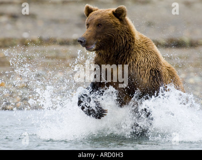 Braunbär, Ursos Arctos jagen Lachs Hallo Bay, Katmai, Alaska, Sommer Stockfoto