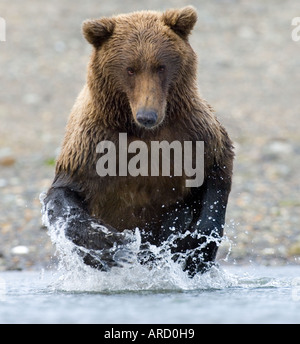 Braunbär, Ursos Arctos Hallo Bay, Katmai, Alaska, USA Stockfoto