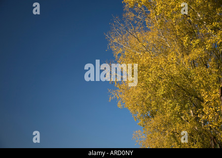 Pappel im Herbst Stockfoto