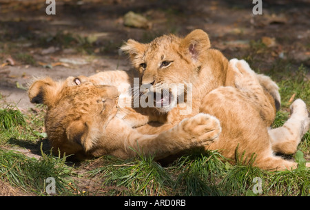 Zwei 14 Wochen alte männliche Baby Löwen (Panthera Leo) spielen im Zoo Münster Stockfoto