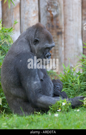 Ein neun Wochen alte Gorillababy (Gorilla Gorilla) wird von seiner Mutter im Zoo Münster statt Stockfoto