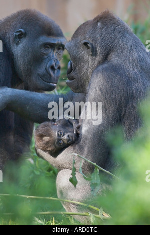 Ein neun Wochen alte Gorillababy (Gorilla Gorilla) ist von seiner Mutter mit seinem Vater sitzen Vis À Vis statt Stockfoto
