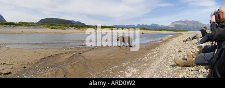 Braunbär, Ursos Arctos mit Touristen auf der Suche auf Katmai, Alaska, USA Stockfoto