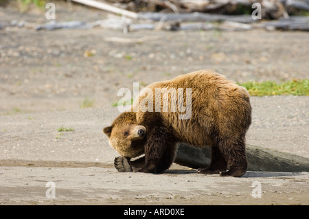 Braunbär, Ursos Arctos haben einen Kratzer Hallo Bay, Katmai, Alaska, USA Stockfoto