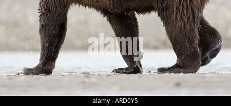 Braunbär Ursos Arctos Hallo Bay Katmai Alaska Stockfoto