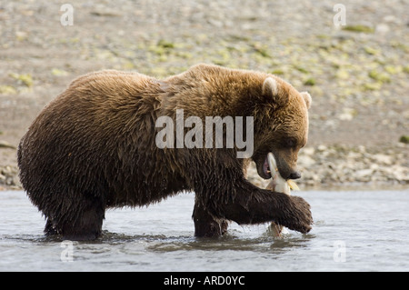 Braunbär, Ursos Arctos Lachs essen Hallo Bay, Katmai, Alaska, USA Stockfoto