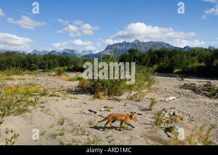 Rotfuchs, Vulpes Vulpes, Hallo Bay, Katmai, Alaska, USA Stockfoto