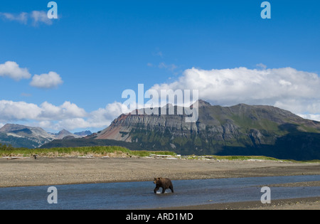 Braunbär, Ursos Arctos Kreuzung Küsten Creek in Hallo Bay, Katmai, Alaska, USA Stockfoto