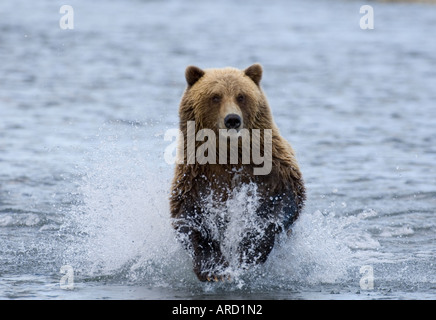 Braunbär, Ursos Arctos Jagd nach Lachs in küstennahen Creek in Hallo Bay, Katmai, Alaska, USA Stockfoto