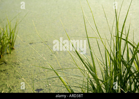 Frische grüne Laub im Wasser Stockfoto