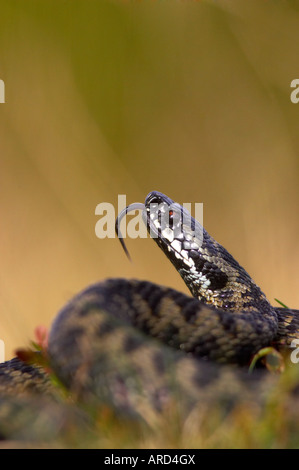 Männliche Adder UK Stockfoto