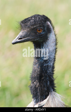 Süd-West Irland Cork Fota Wildlife Park Zoo über die Fota Island WWU Stockfoto