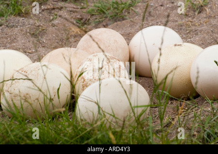 Süd-West-Irland Cork Fota Wildlife Park-Zoo auf Fota Island Straußeneier Stockfoto