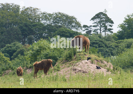 Süd-West Irland Cork Fota Wildlife Park Zoo auf Fota Island Bison auf Hügel Stockfoto