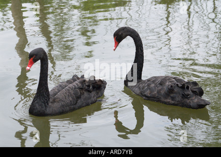 Süd-West-Irland Cork Fota Wildlife Park-Zoo auf Fota Island Stockfoto