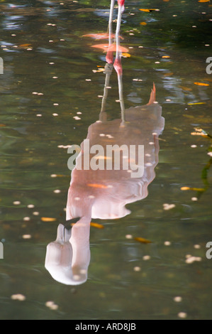 Süd-West Irland Cork Fota Wildlife Park Zoo auf Fota Island Flamingo Reflexionen Stockfoto