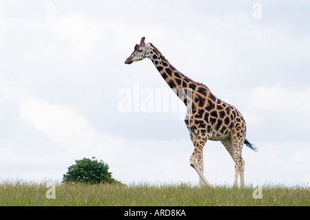 Süd-West-Irland Cork Fota Wildlife Park-Zoo auf Fota Island giraffe Stockfoto