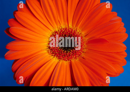 Orange Gerbera Blumen auf blauem Grund Stockfoto