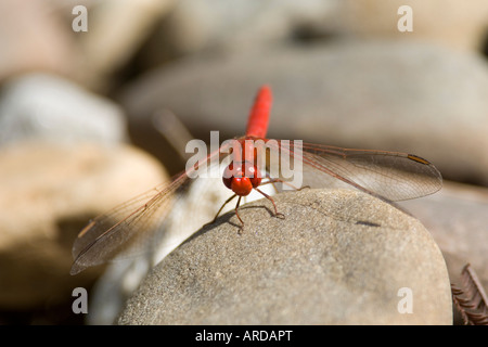 Scharlachrote Percher Dragonfly Diplacodes Haematodes New South Wales Australien Stockfoto