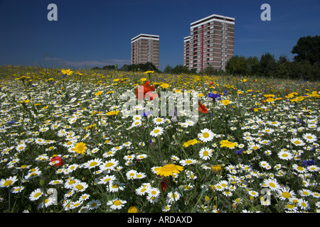 Kornfeld jährlichen Sommer Wildblumen wachsen in städtischen Innenstadt setzen alte raue Kirby Knowsley Liverpool UK Stockfoto