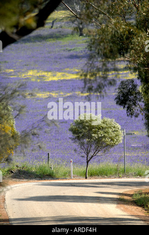 Eine Landstraße schlängelt sich vorbei an einem Feld von lila Pattersons Fluch in der Nähe von York in Western Australia Stockfoto