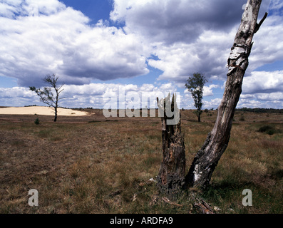 Hoge Veluwe, Nationalpark, Stockfoto