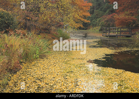 Ruhiges Wasser im Herbst Stockfoto